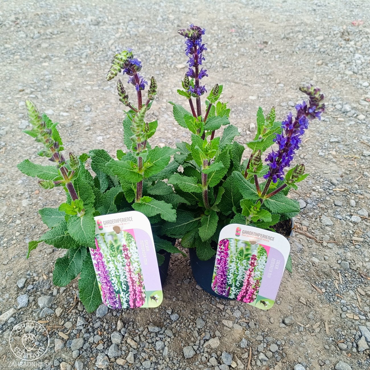 Obrázok Šalvia hájna (Salvia nemorosa) ´SENSATION BLUE´ - výška 15-25 cm, kont. P13